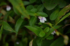 Impatiens rupicola